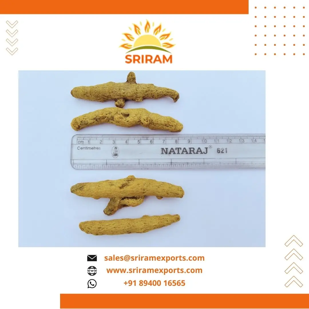 Premium Quality Turmeric Finger Nizamabad Double Polished High Curcuma ...