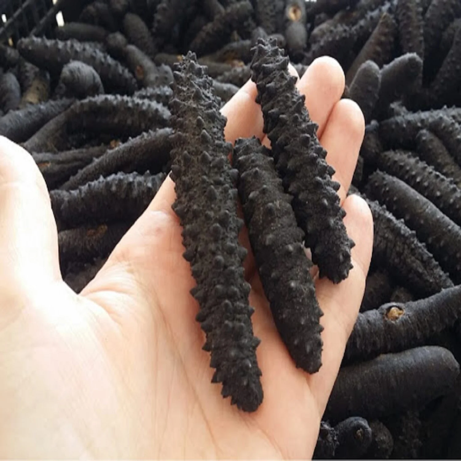 Cheap Price Dried Sea Cucumber/dried Sea Cucumber Buy Dried Sea Cucumber Black Pepper Shrimp