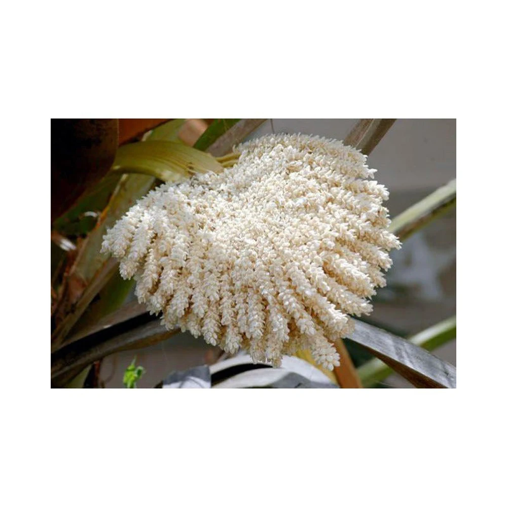 Pure Organic Pine Pollen Powder Palm Pollen Pine Pollen Wholesale Fresh Organic Fennel Pine Honey Bee