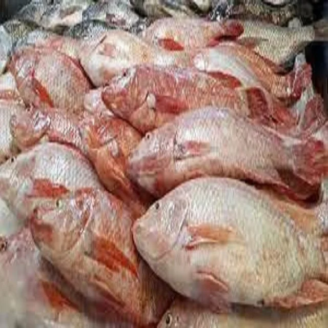 Fresh Tilapia Fish Frozen Tilapia Fish With Cheap Price Wholesale From