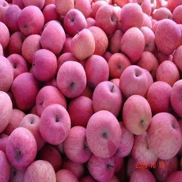 Fresh Apples Red Fuji Green Golden Delicious Apples,Royal Gala Apples ...