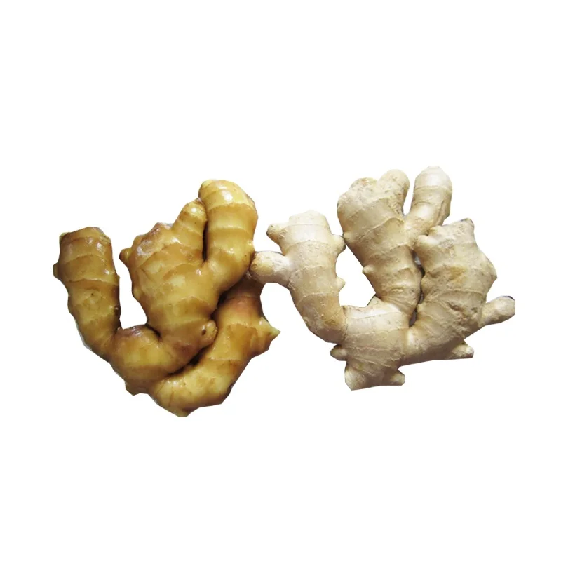 Ginger 15.jpg
