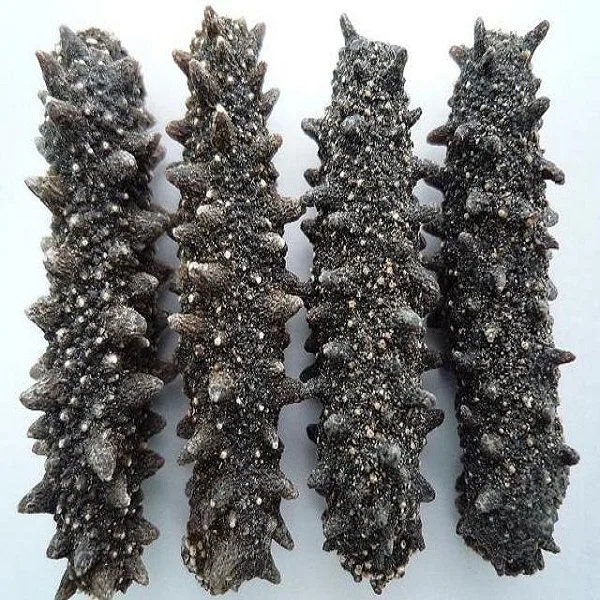 Dried Sea Cucumber/ Fresh Sea Cucumber Bulk Supply Buy Dried Sea