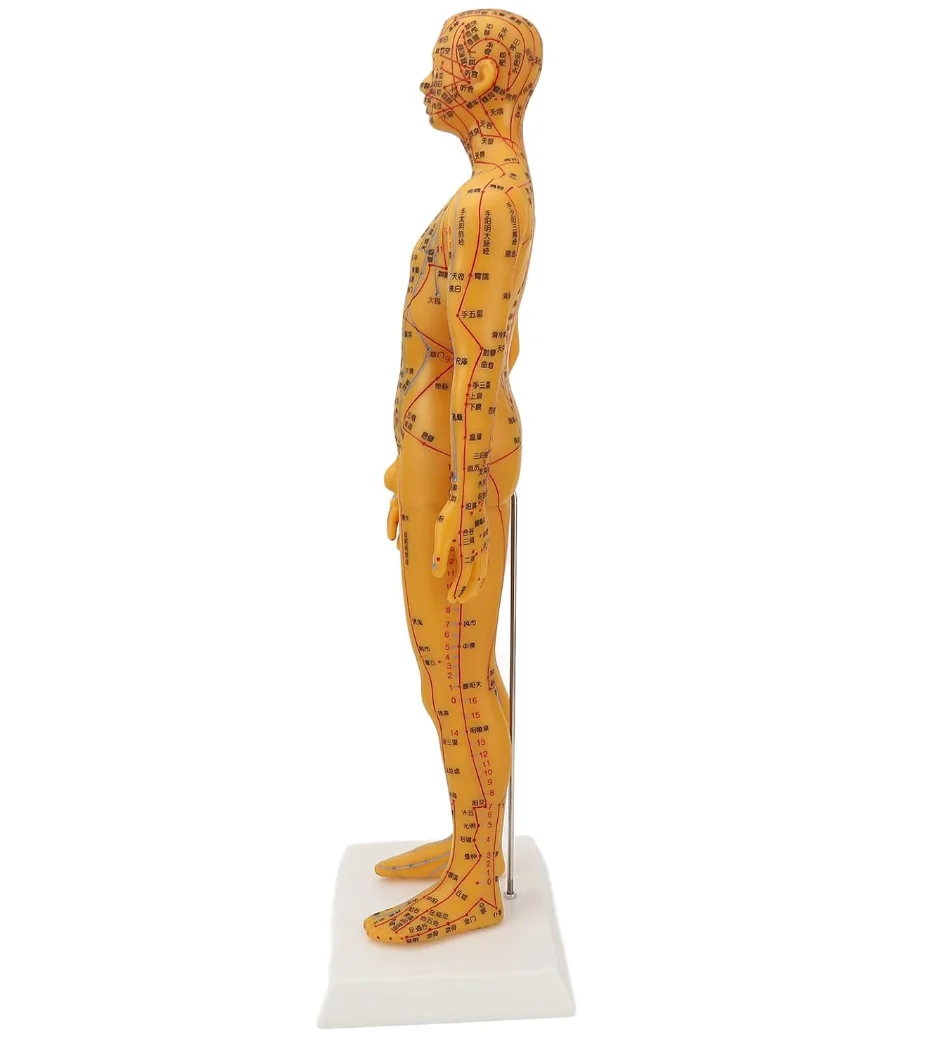 Male Female Human Body Acupuncture Model With Large Base Fixed Point ...