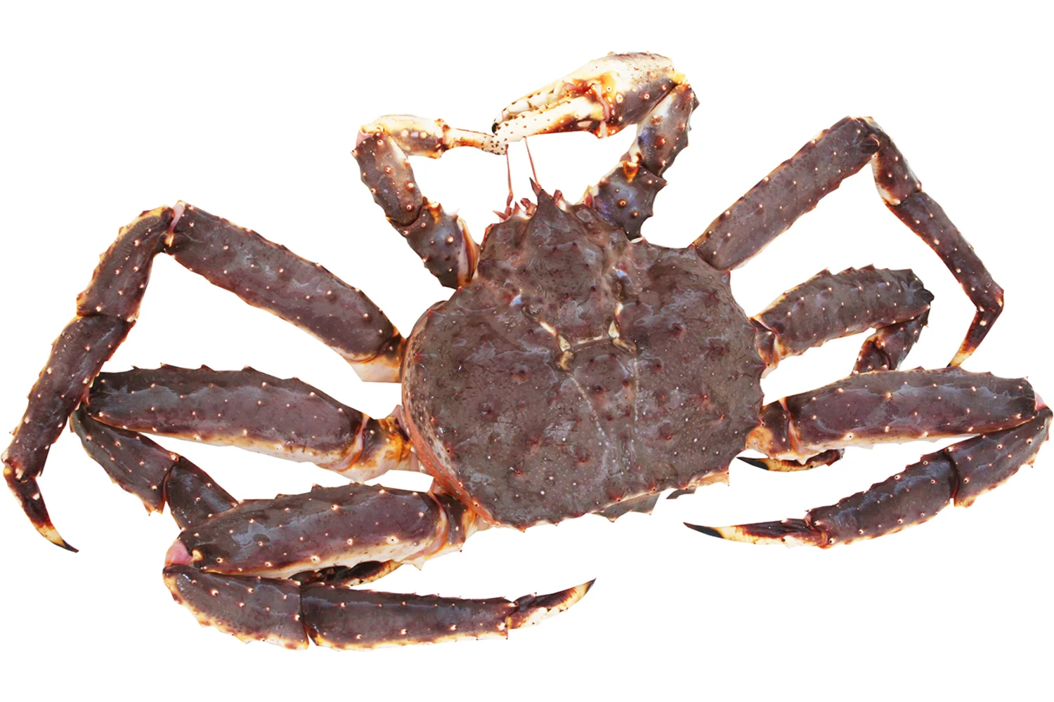 king crab 15.png