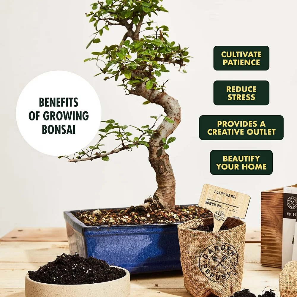 Best Japanese Quince Bonsai Tree Growing Kit Garden Real Bonsai Tool
