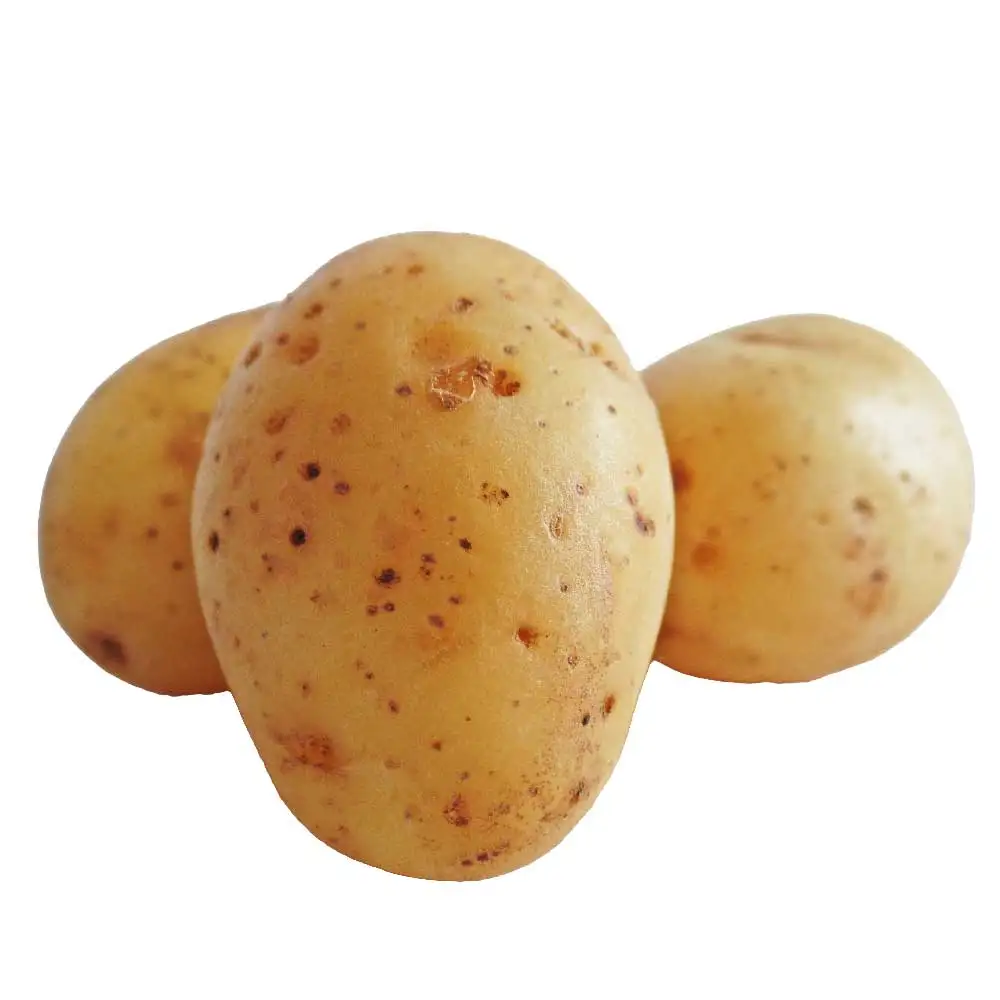 Fresh Potato Potatoes Quality Fresh New Crop 2023 Buy Fresh Potatoes