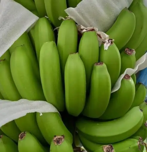 Organic Fresh Cavendish Bananas Grade a 20kg Ready to Eat