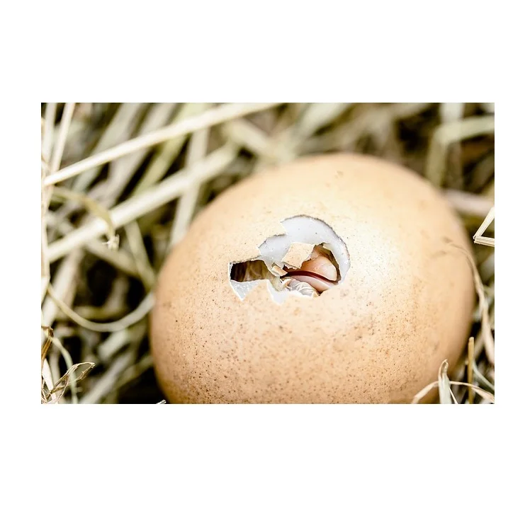 Fresh Chicken Table Eggs Brown And White Broiler Hatching Eggs