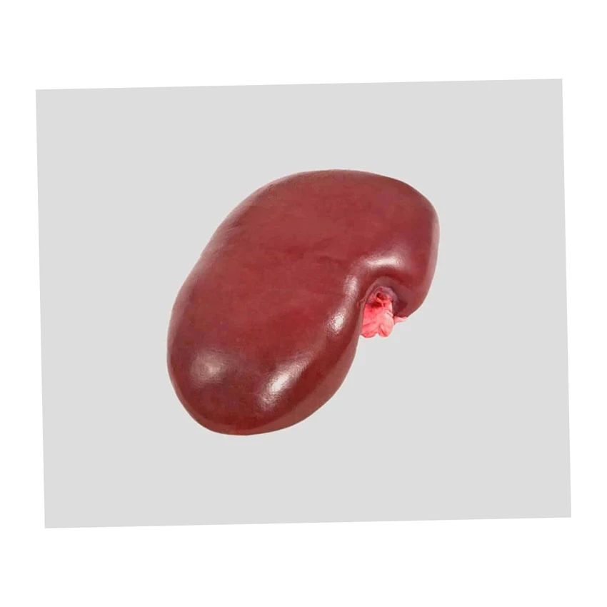 Frozen Pork Kidneys Ready For Shipment Any Port Of Your Choice High