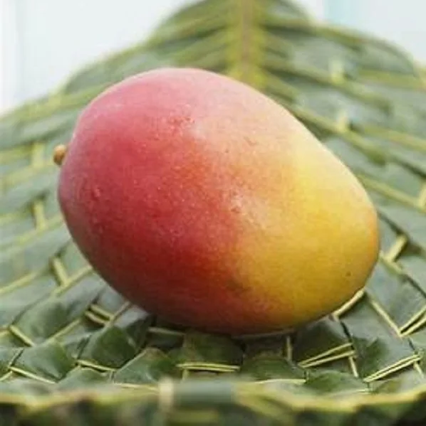 Fresh Mango 1.jpg