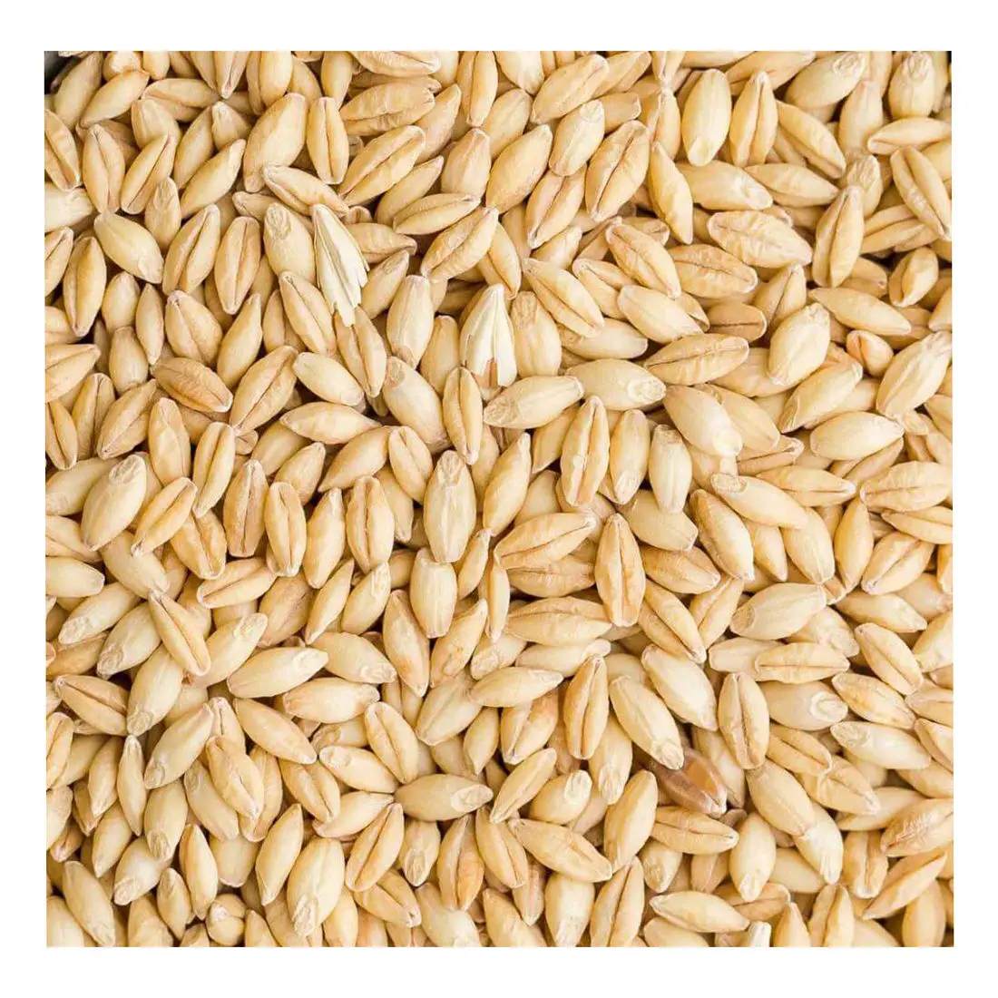 Best Brand Barley Grain Alcohol Beer Production/ Purchase Barley Grain