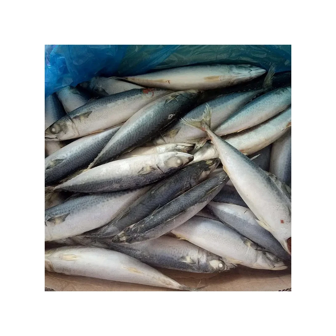 Frozen Mackerel Prices Fish Horse Mackerel Buy Hot Sale Frozen Pacific Mackerel Sea Frozen