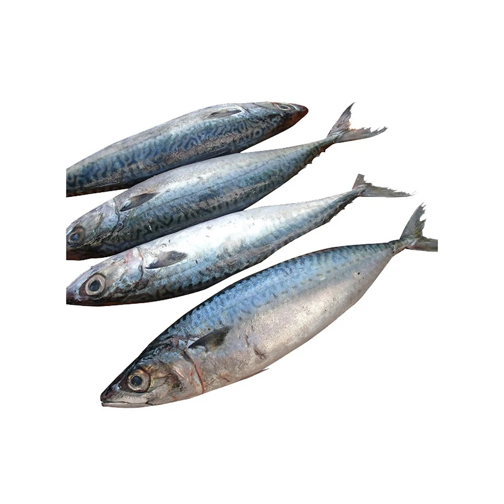 Frozen Horse Mackerel Fish Seafood Horse Mackerel Fish Big Eye