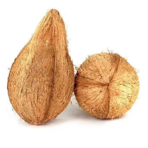 mature coconut5.jpg