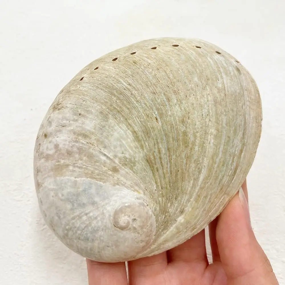 Lowest Price Abalone Sea Shells Large Seashells New Zealand Paua Shell From Vietnam Factory for Sage Smudge Kits