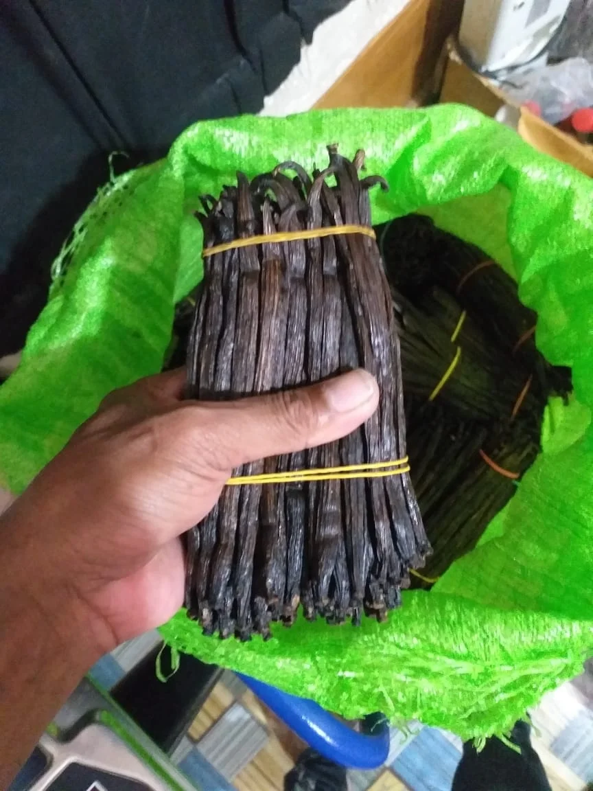 Vanilla Beans Vacuum Packing Planifolia 18 Cm Up Indonesia Dry 1525