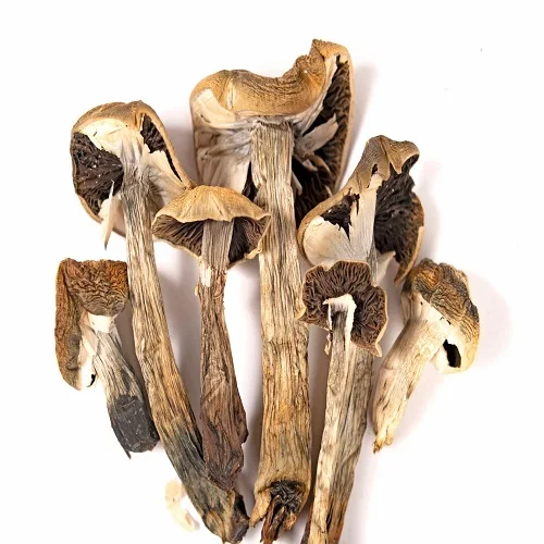 Pure Natural Dried Mushroom - Buy Pure Natural Dried Mushroom,Polish ...