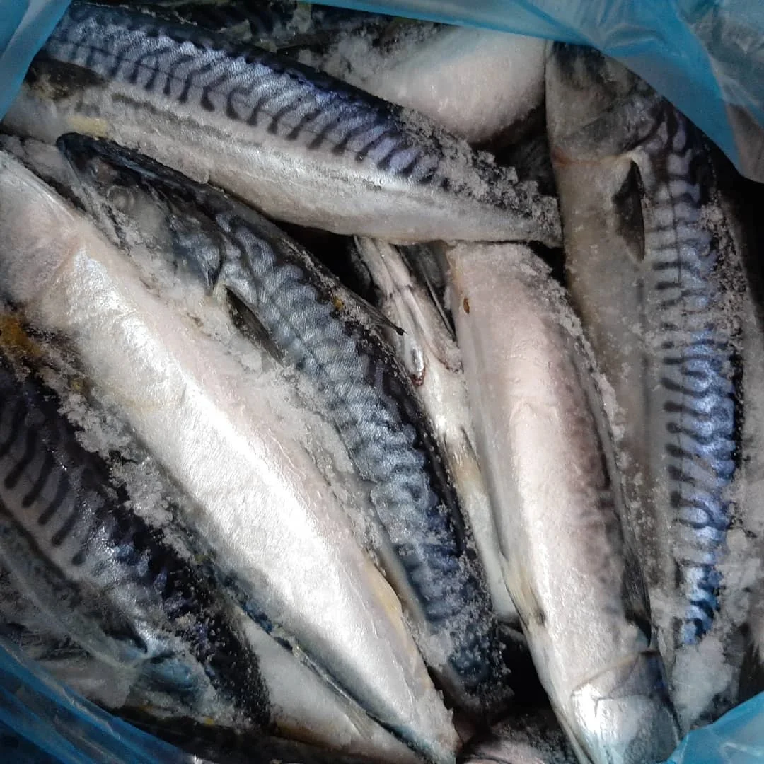 Mackerel Fish,Atlantic Mackerel,Frozen Mackerel,Frozen Mackerel 400