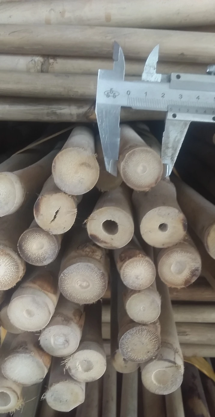 Bamboo In Vietnam Bamboo Poles/ Bamboo Canes For Sale By 99gd - Buy ...