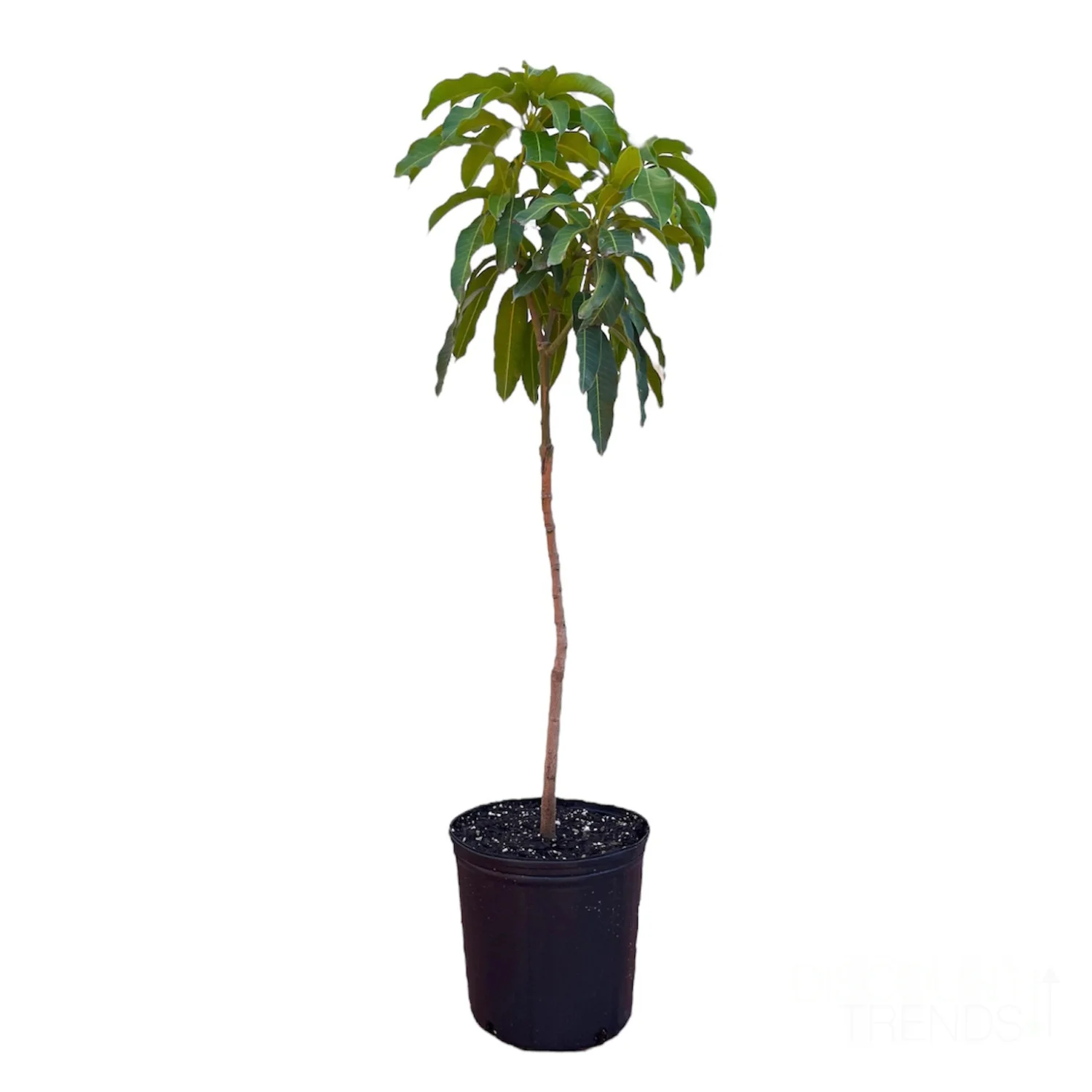 Live Mango Tree Premium Tropical Palmer Mango Fruit Plant,High Yield