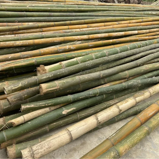 Natrliche Bambusstangen - Grohandel fr Rohe Bambus-Baumaterialien &  Lieferungen aus Vietnam