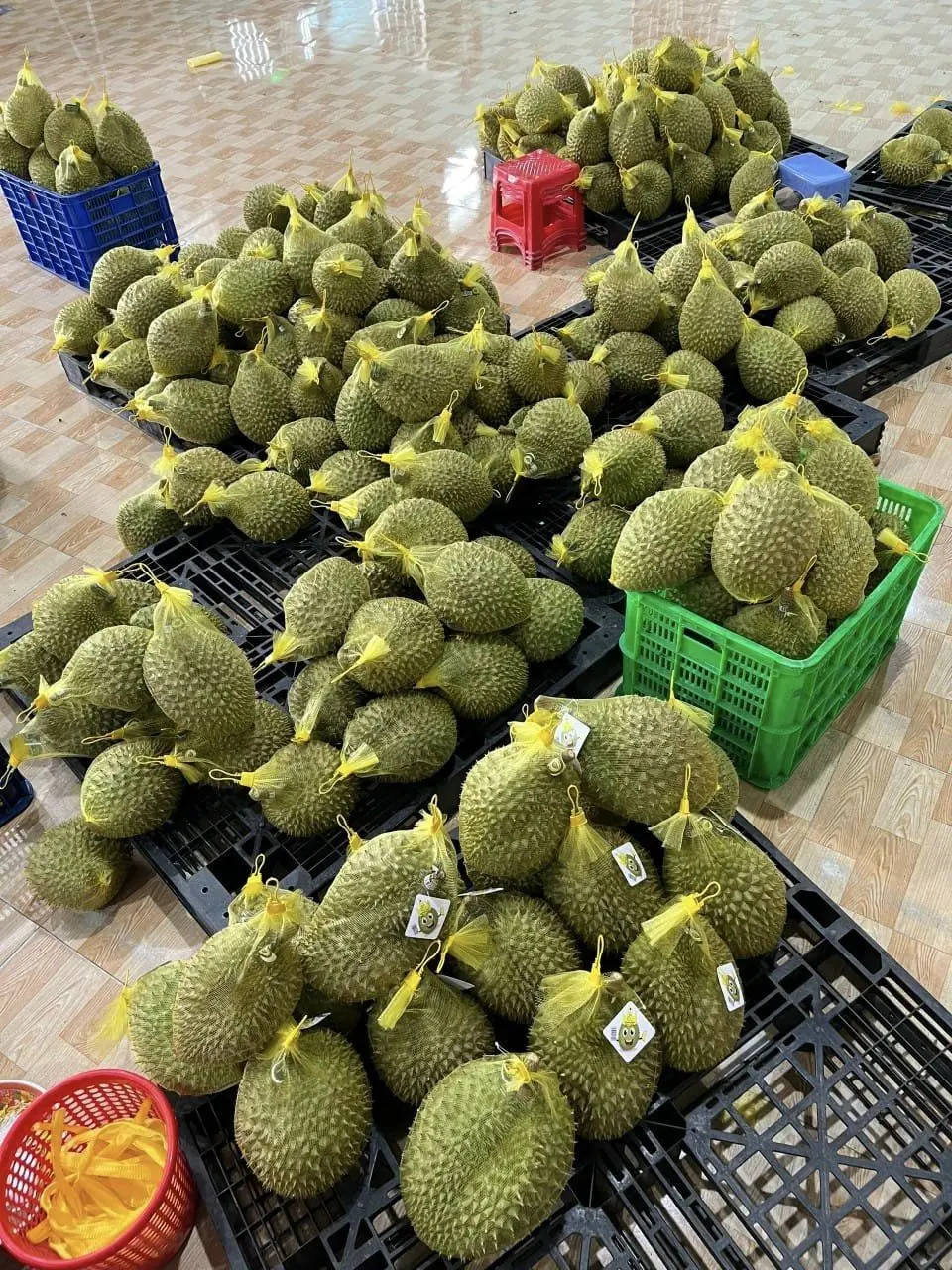 Fresh Frozen Durian Fruits For Sale Monthong Durian From Vietnam High