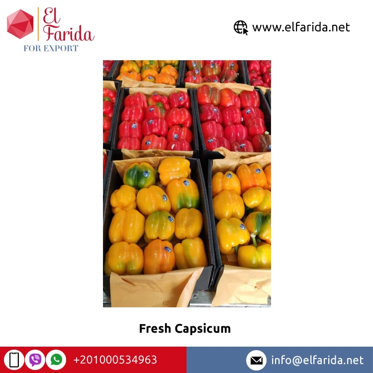 Хорошее качество премиум класса 100% натуральные свежие овощи оптом свежий перец/цветной перец от египетского происхождения экспортер