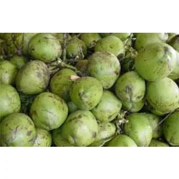 green-coconuts (1).jpg
