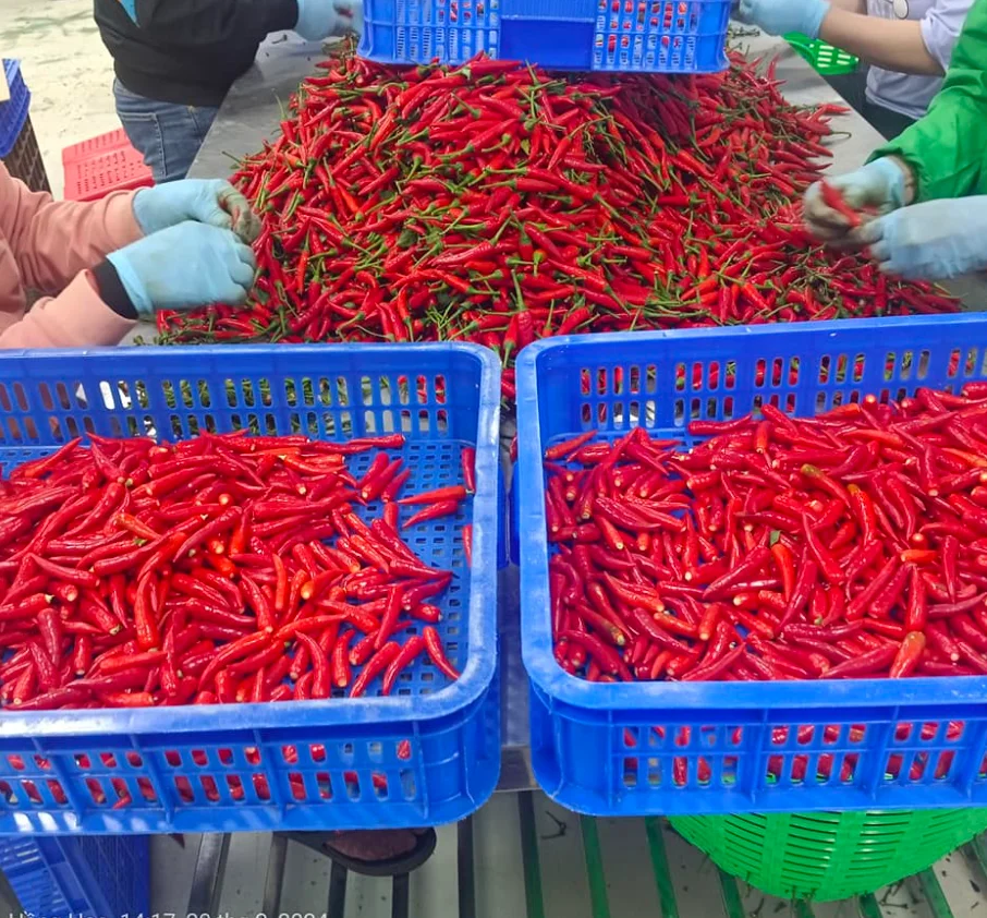 Fresh Chili Super Hot Big Fire Chili Cultivated In Vietnam - Natural ...