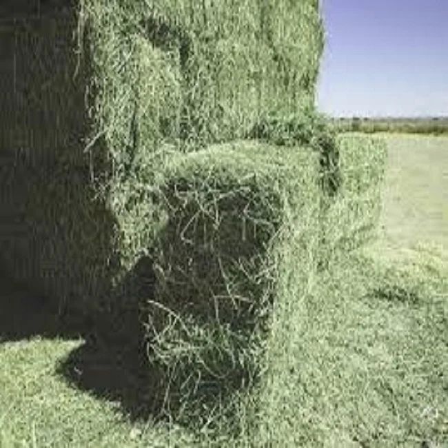 Best Grade Alfalfa Hay Bales Cattle Horses Feed,Alfalfa Hay Price