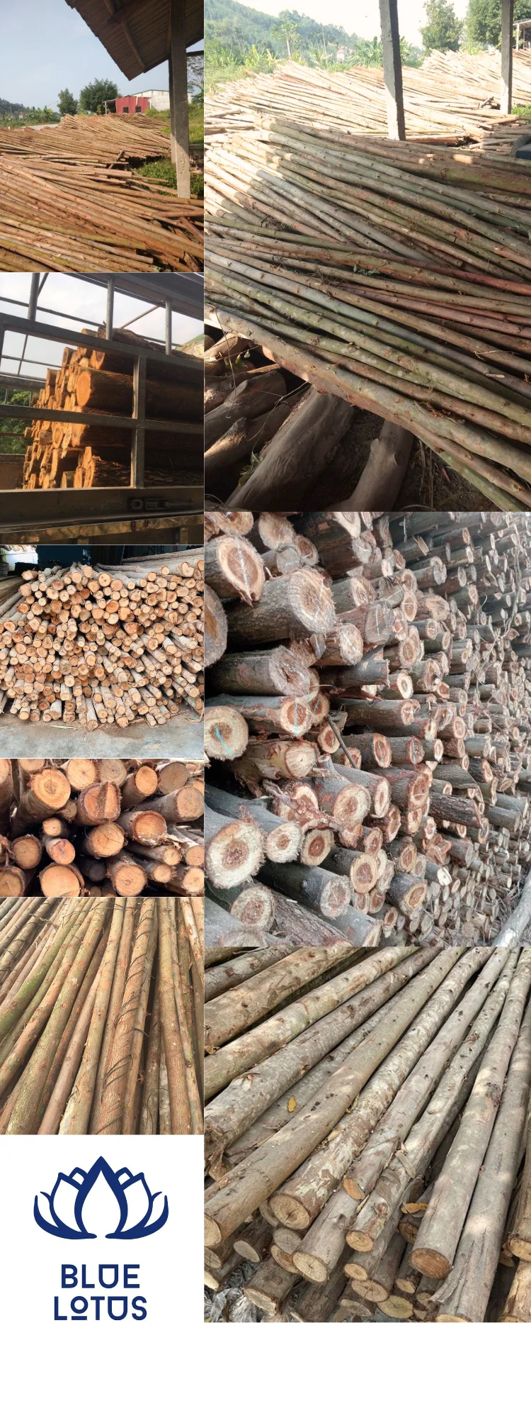 Eucalyptus Piles Used In Construction Wood Piles Of Various Sizes From Eucalyptus Tree Trunks