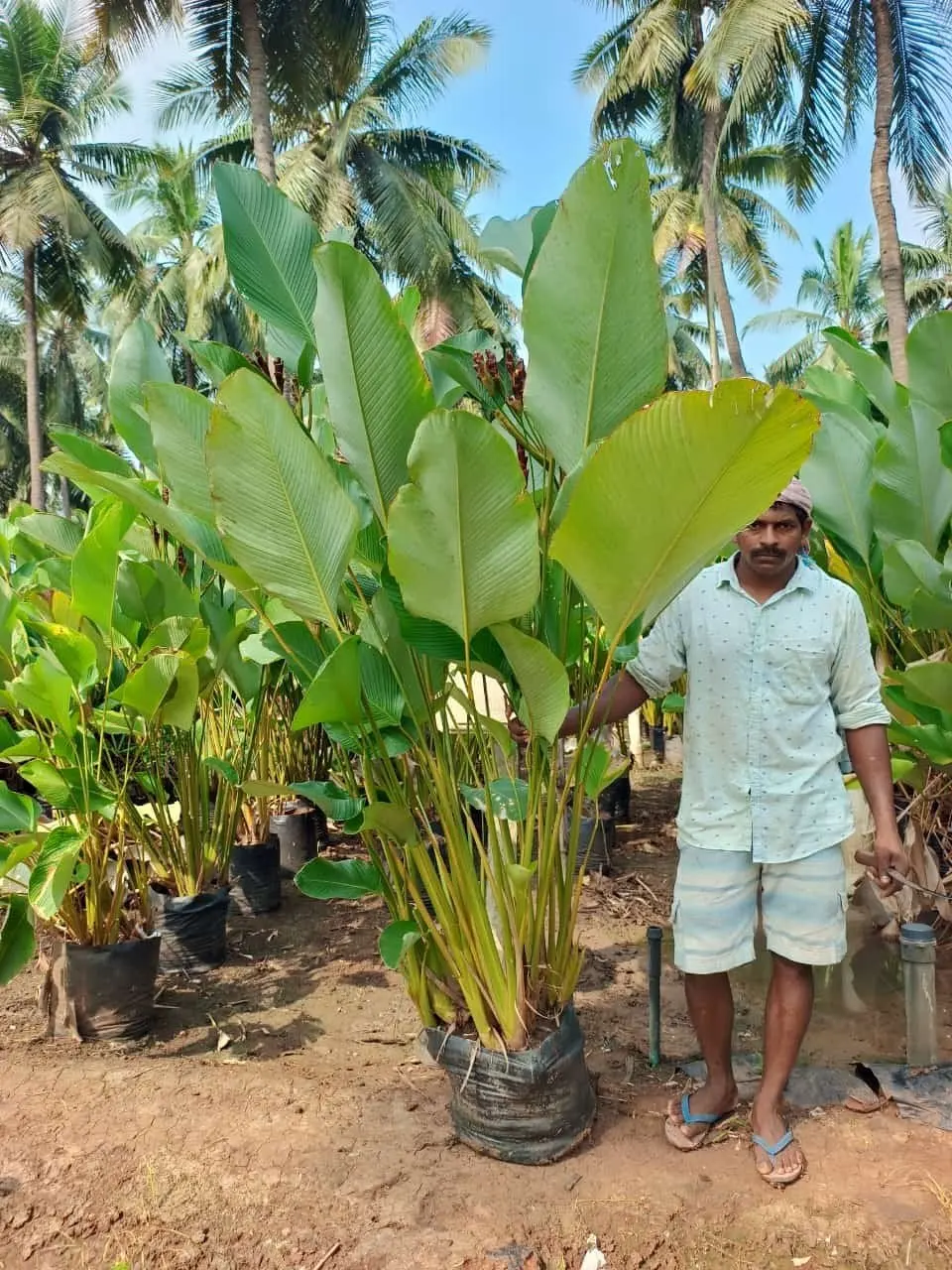 can you grow tobacco in illinois Growing your own tobacco at home in Illinois