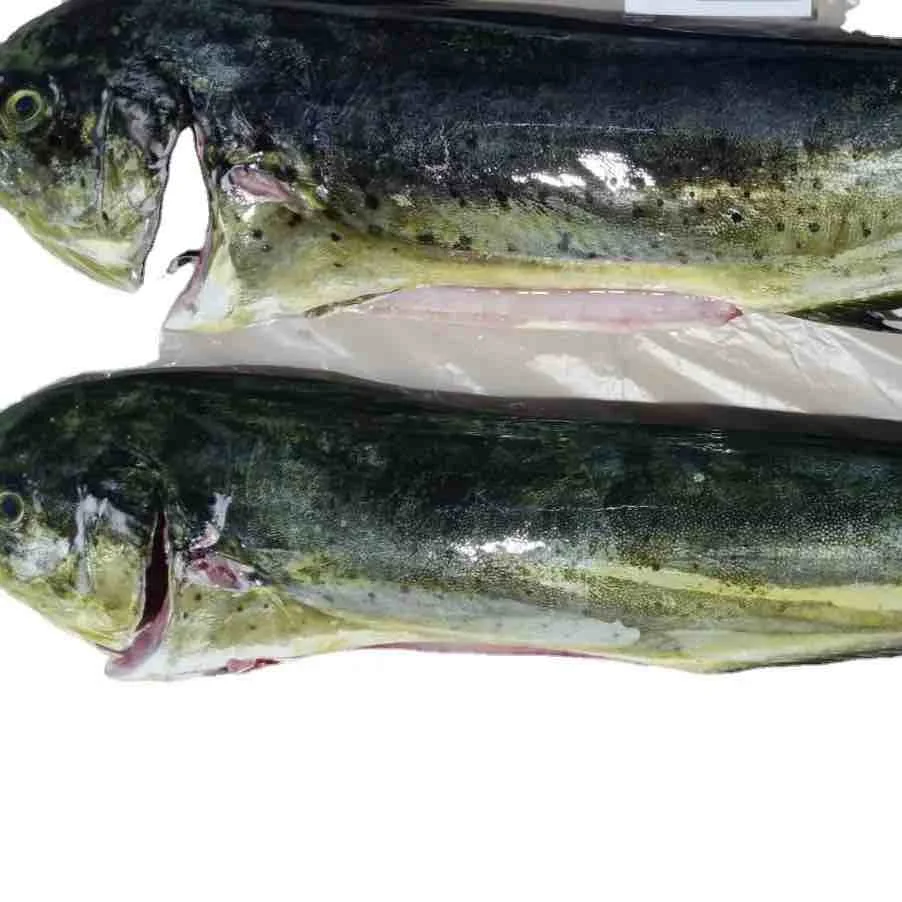 Seafood Frozen Whole Mahi Mahi Fish With Wholesale Price Best Quality