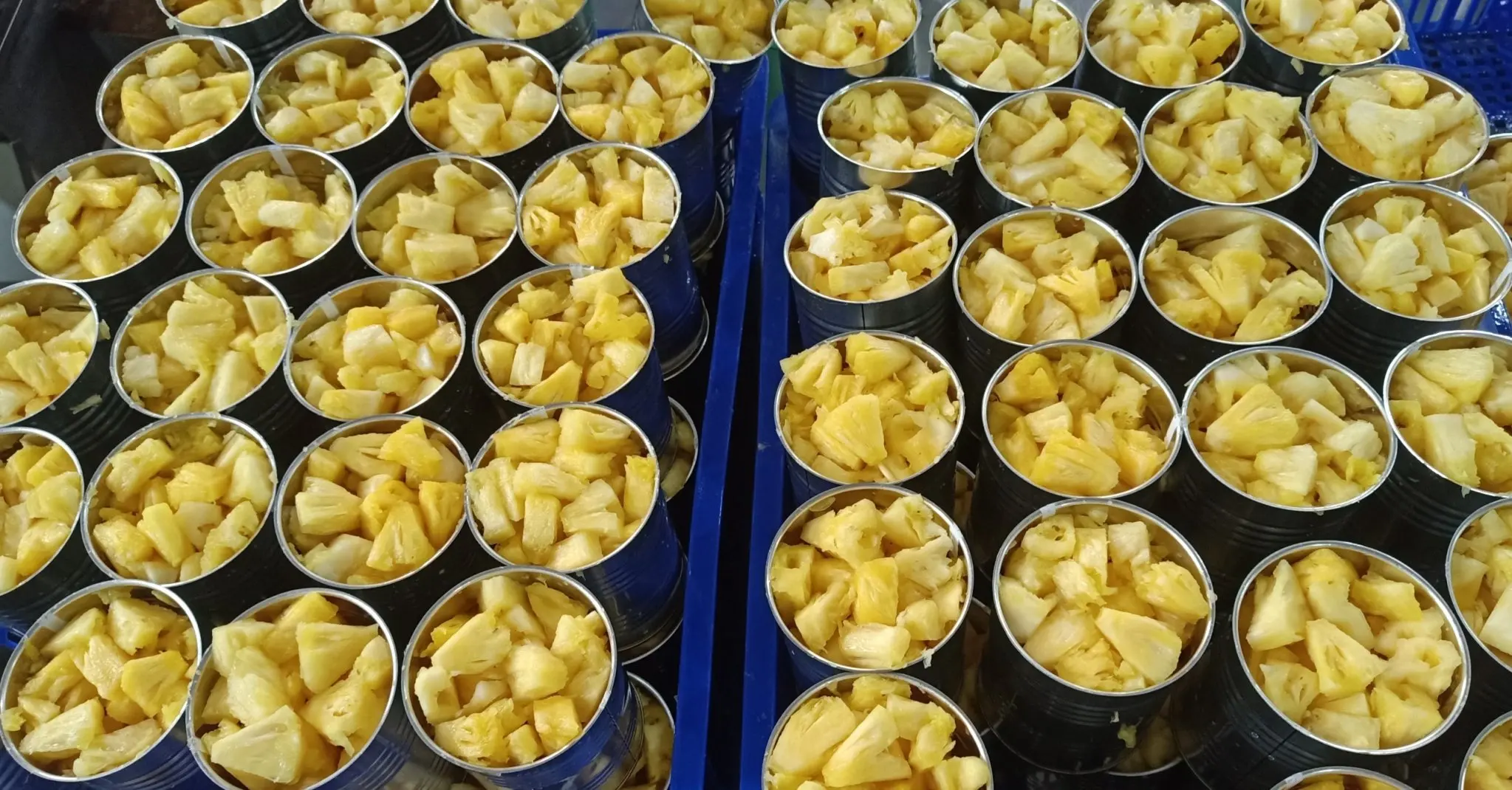 WHOLESALE FACTORY PRICE CANNED PINEAPPLE // SLICED PINEAPPLE CANNED FROM VIETNAM // Ms. Beatrix