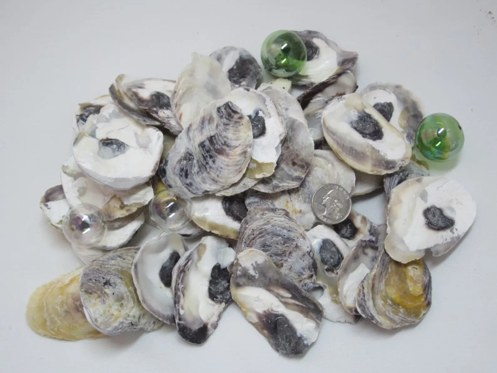 True Oyster Shell Large Quantity Unpolished Natural Oyster Shells for Home Decor