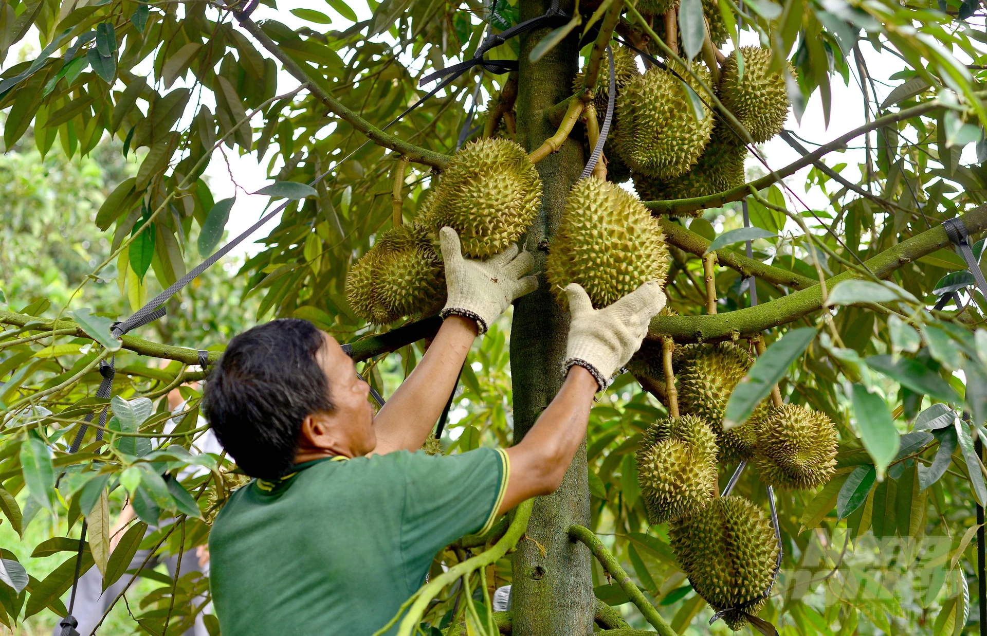 High Quality Dona Durian Fruit From Vietnam Wholesale Durian Fresh
