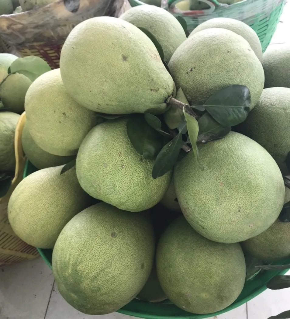 Vietnamese Pomelo Nam Roi Pomelo From Globalgap Standard Suppliers 100 Natural Buy Honey