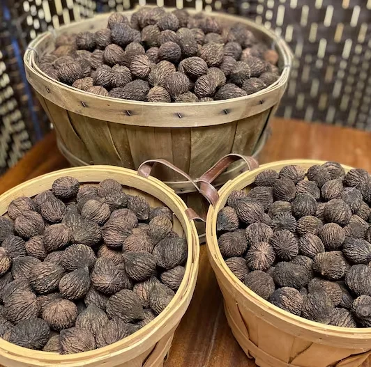 Top Grade Thinskinned Black Walnut 185 Walnuts Without Shell Walnut