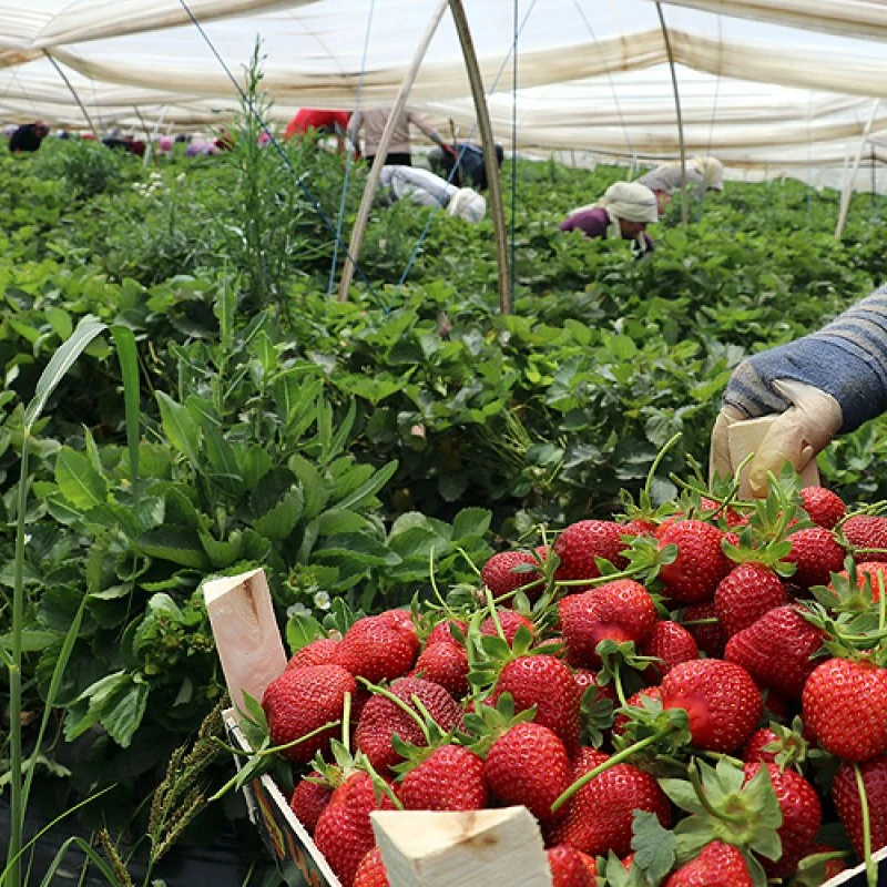 Лучшее качество Лучшая цена свежая клубника % 100 Натуральная Органическая от турецкого