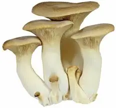 1100 (11).jpg