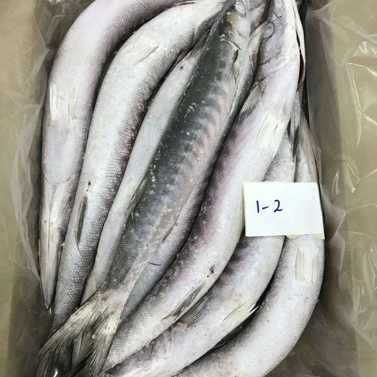 Iqf Frozen Barracuda Fish Buy Frozen Barracuda From India,Frozen