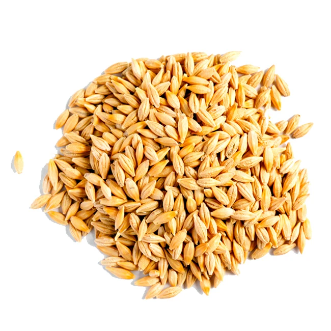 barley 4.jpeg