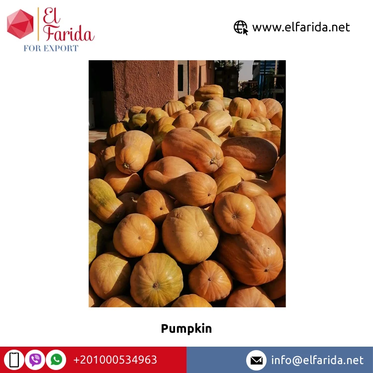 Fresh pumpkin quality mature in 2021