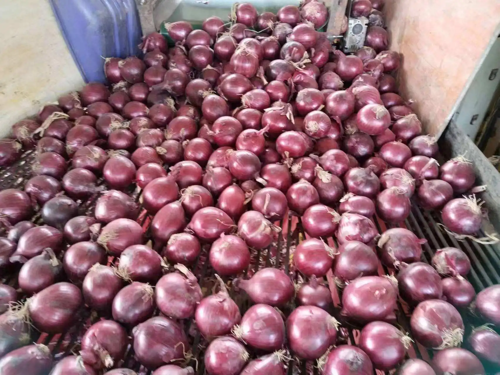 Fresh Yellow Onion Brown Onion Non Peeled Onion Price 1 Kg Cheap Price ...