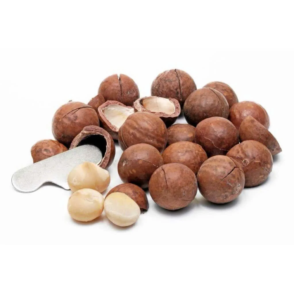 2025 New Crops Wholesale Yunnan Roasted Macadamia Nuts With Shell