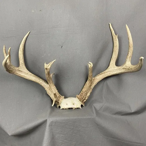 Deer Antler In Bulk Elk Antlers For Sale/naturally Shed Whole Red Deer ...