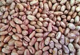 Dried Kidney Beans Light Speckled High Quality Raw Bulk Packaged Common Cultivation Type 25kg/50kg Bag Markco Polo 100% Pure