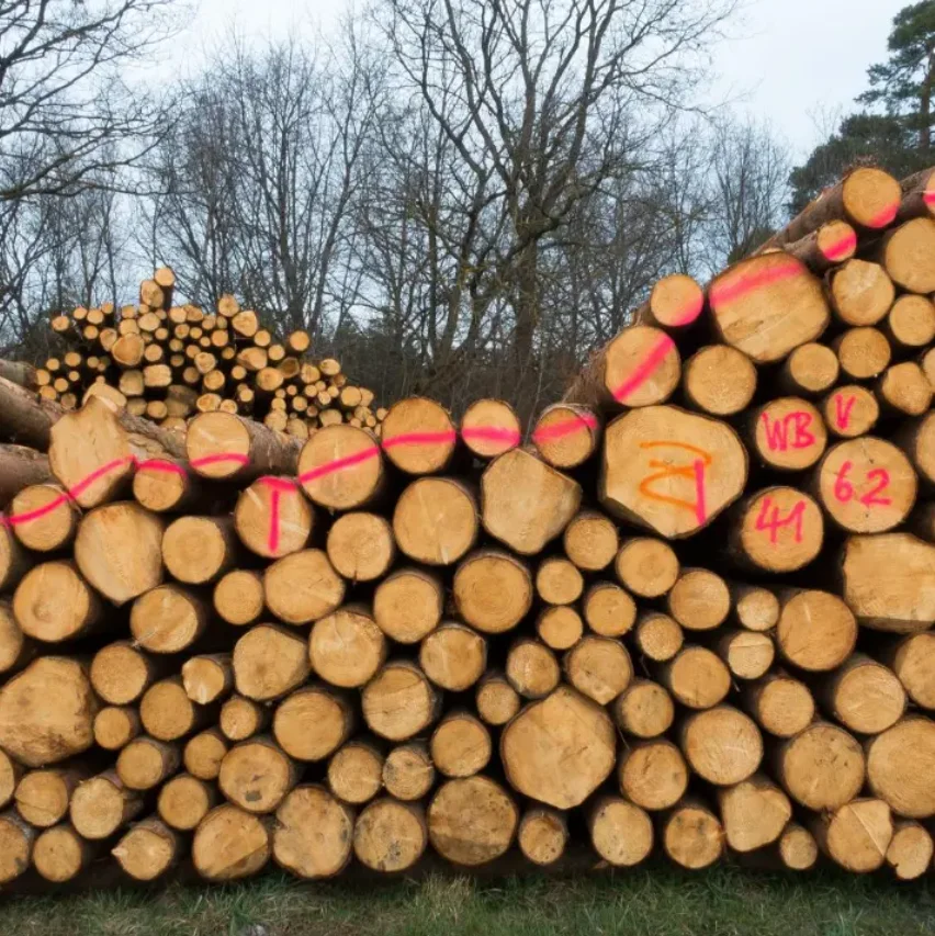Eucalyptus Hardwood Softwood Round Ipe Logs etc , Eucalyptus Wood Logs ...