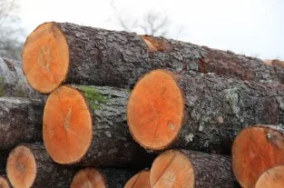 Alder Logs for Sawmills Alder Logs for Lumber Production Alder Timber Supplier